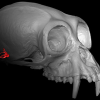 Image of the Day: Brains and Braincases