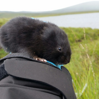 water vole edna dna barcode sampling scotland environment ecology conservation