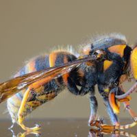 an Asian giant hornet