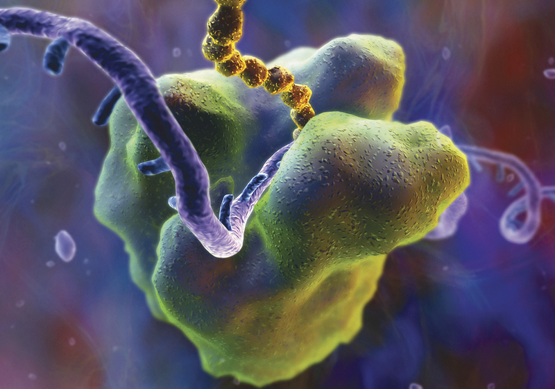 Protein Synthesis Enzymes Have Evolved Additional Jobs The Scientist