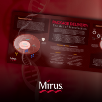 The Art of Transfection and Transduction