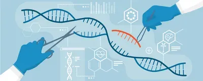 CRISPR Gene Editing Prompts Chaos in DNA of Human Embryos | The Scientist