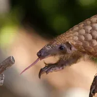 DNA Could Thwart Trade of the World's Most Trafficked Mammal | The