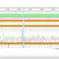 DNASTAR Releases Lasergene 17.1 Software | The Scientist