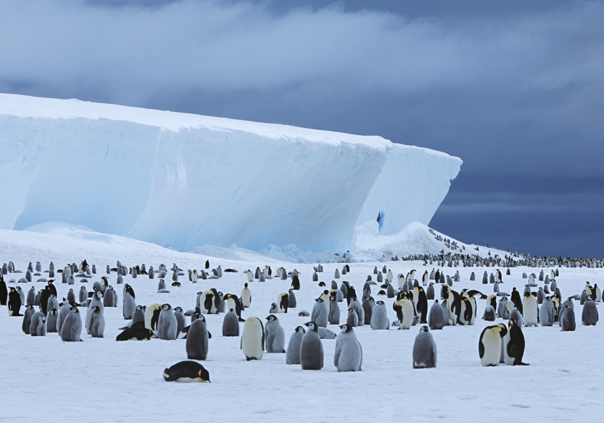 Emperor Penguin Habitat New Emperor Penguin Colony In Antarctica