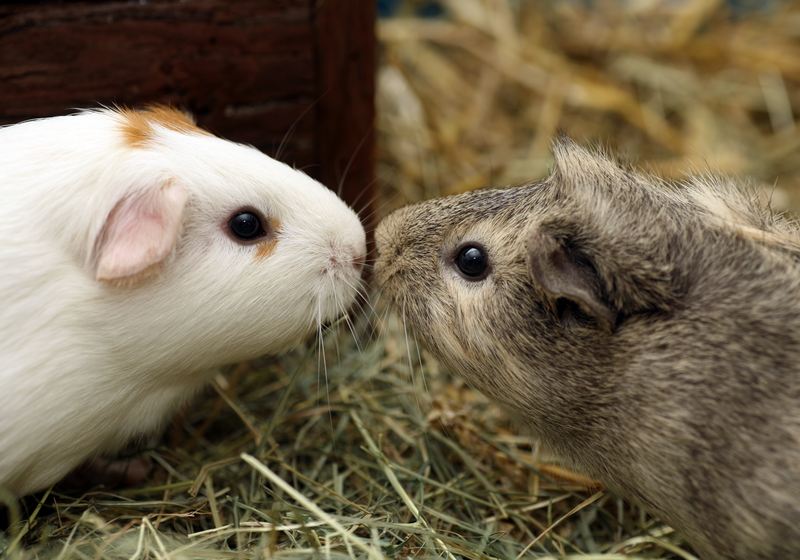 Influenza Aboard Dust Particles Infects Guinea Pigs The Scientist
