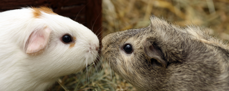 The guinea pig or domestic guinea pig (cavia porcellus), also known as the cavy or domestic cavy (/ ˈ k eɪ v i /), is a species of rodent belonging to the genus cavia in the family caviidae. Guinea Pig : Influenza Aboard Dust Particles Infects Guinea Pigs The Scientist Magazine