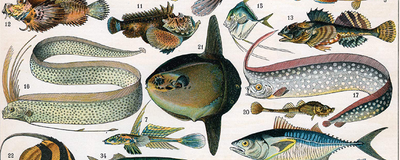 Opinion: Zoology&rsquo;s Racism Problem