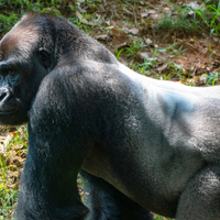 lowland gorilla ace2 spike protein coronavirus sars-cov-2 binding covid-19 pandemic