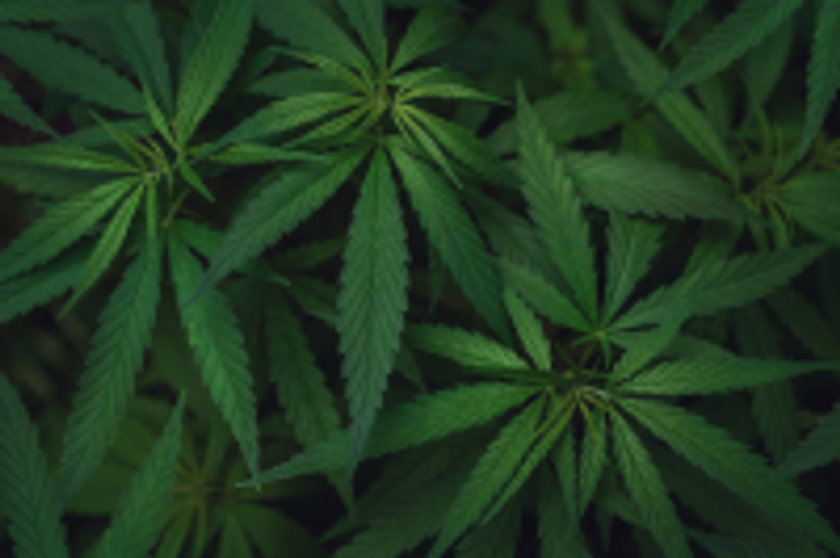 The Rise Of Cannabis Extraction Labs The Scientist Magazine The Rise Of Cannabis Extraction Labs The Scientist Magazine