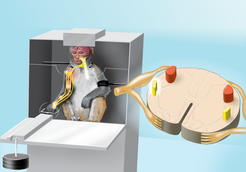Infographic: How Weight Lifting Changes Monkeys’ Neural Connections ...