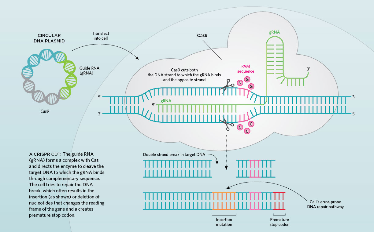 Infographic How Crispr Works The Scientist Magazine® 