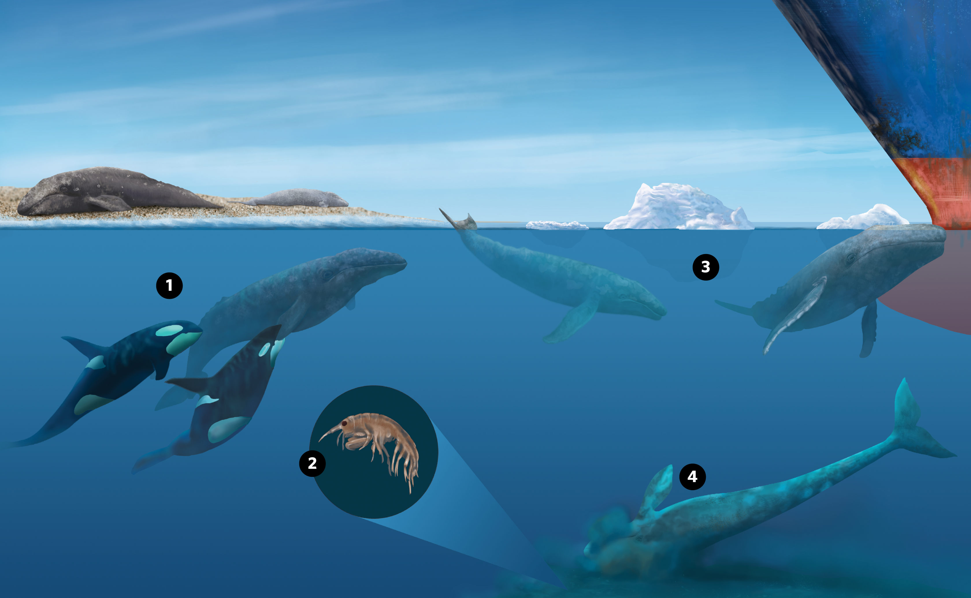 future evolution of whales