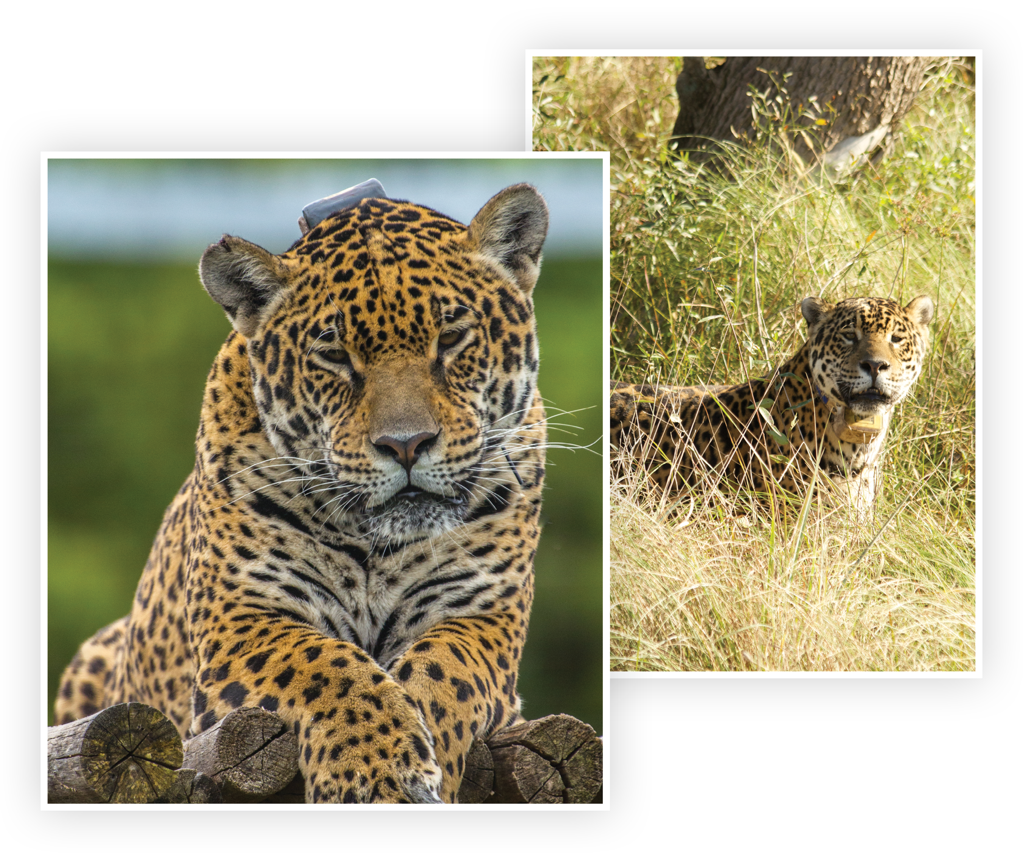 Jaguars, a keystone species, are reintroduced to the Iberá wetlands