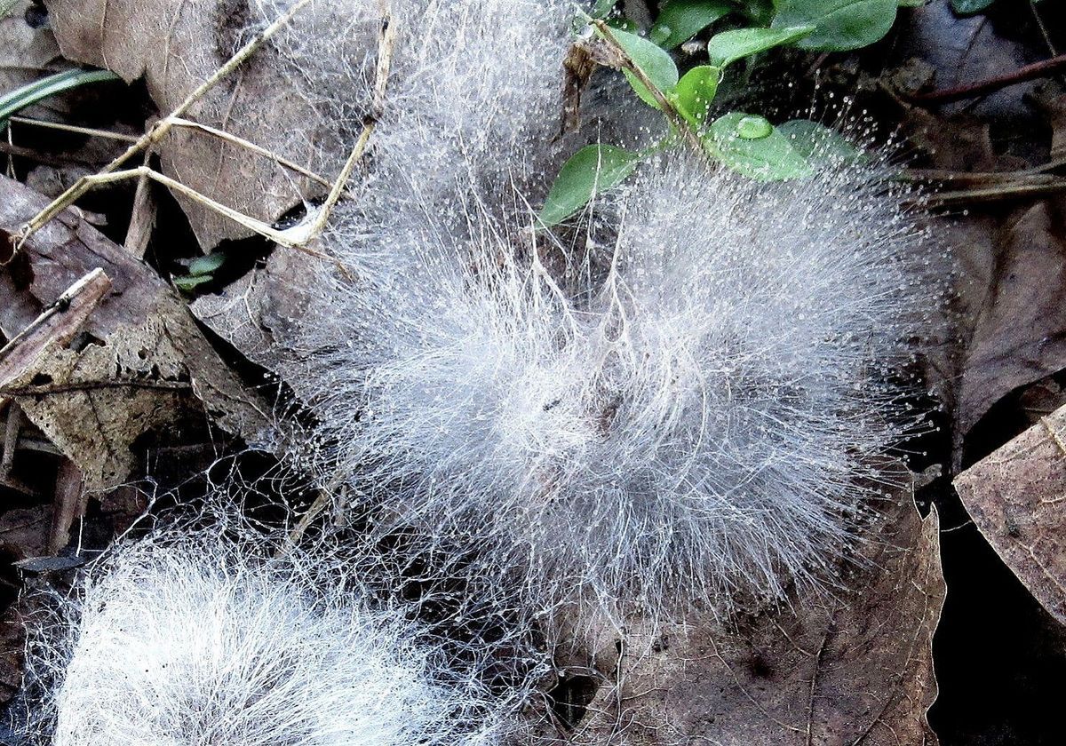 TRACY.FUNGUS 完売間近！！ Newly Found Proteins Stop Fungal “Bleeding” | The Scientist