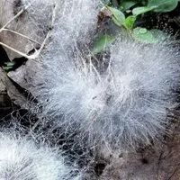 Newly Found Proteins Stop Fungal “Bleeding” | The Scientist