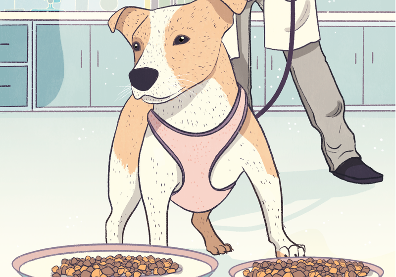 Infographic What Do Dogs Perceive? The Scientist Magazine®