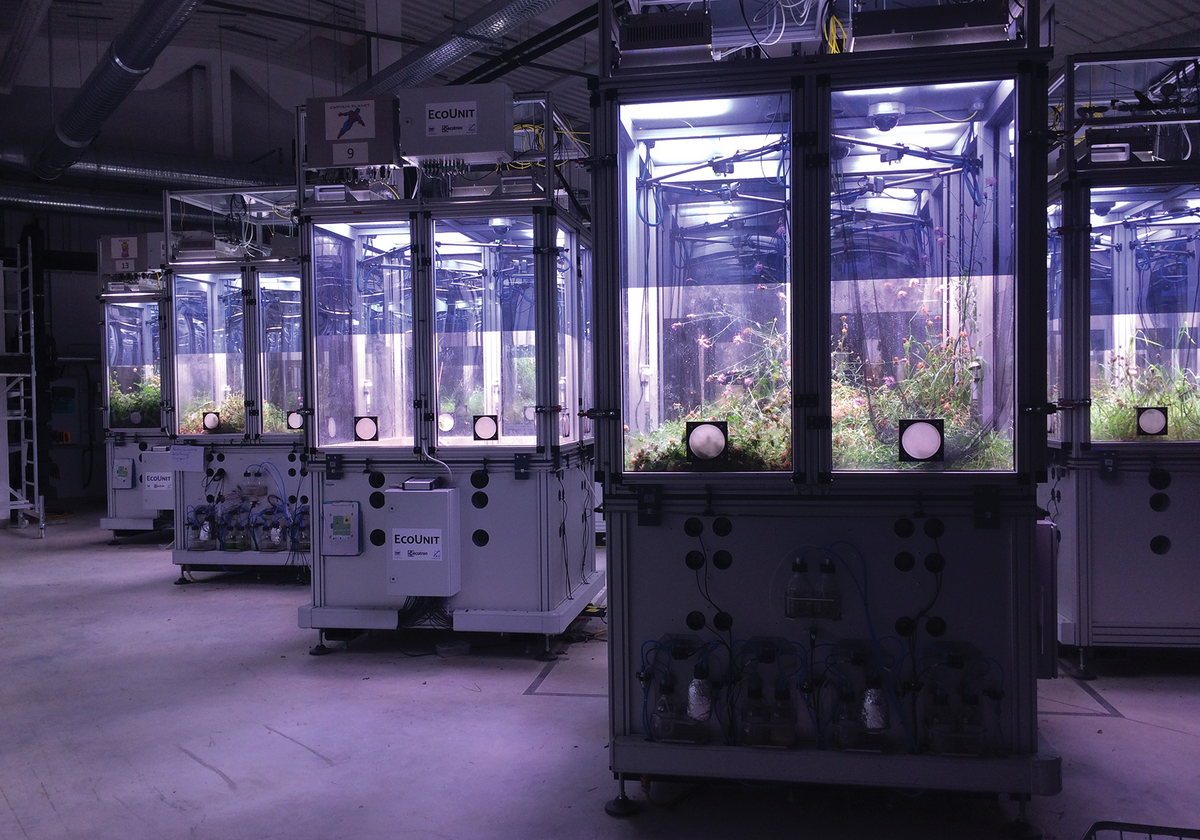 Invertebrate Density Influences Plant Flowering Times, Abundance - Vimarsana News