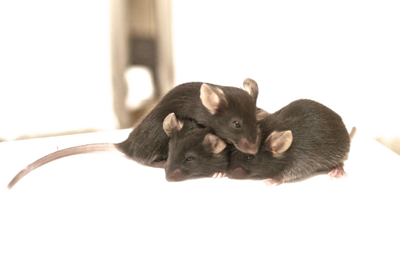Mice Share Each Other's Pain and Fear The Scientist Magazine®