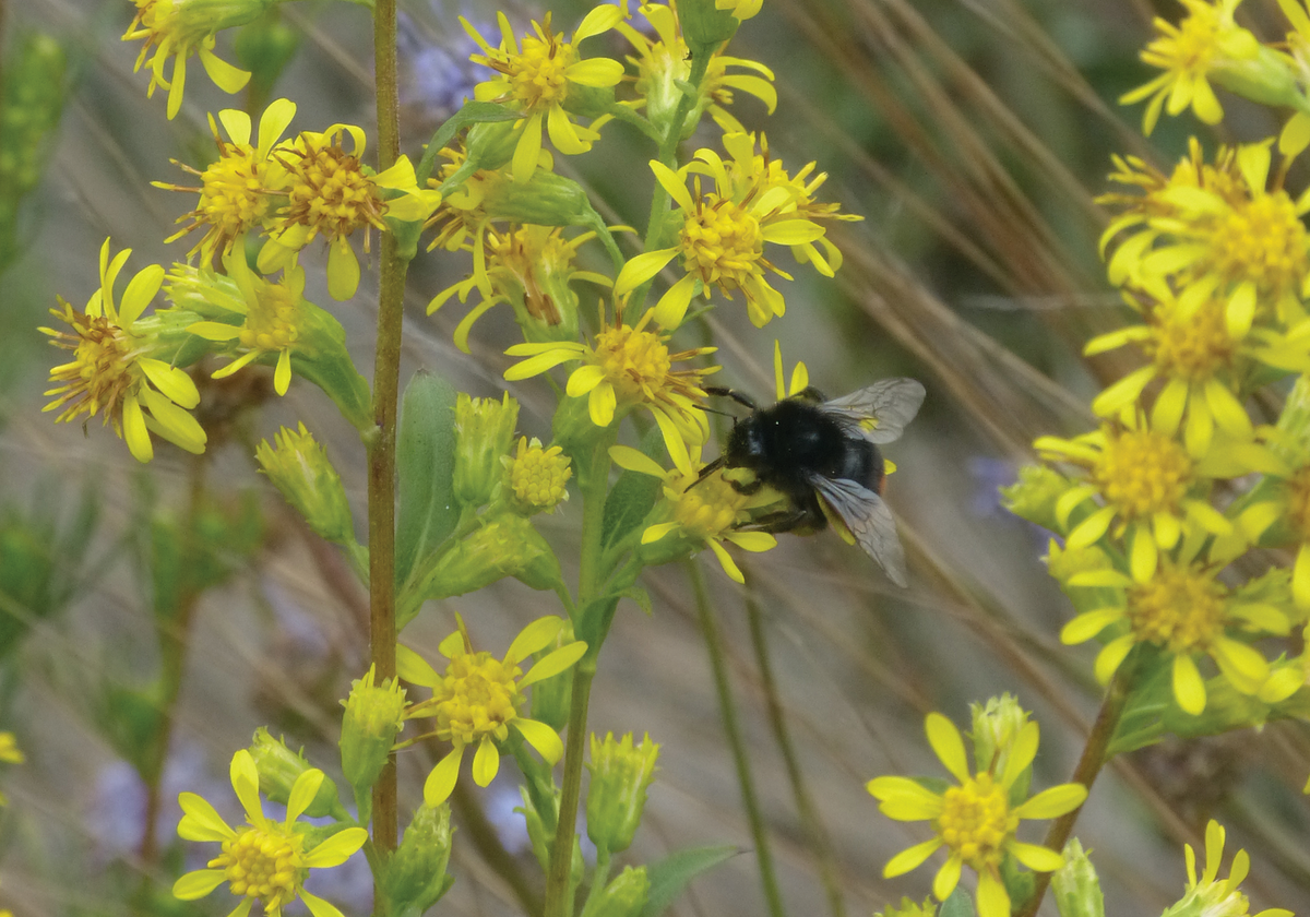 Insects Might Be More Sensitive to Radiation than Thought - Vimarsana News