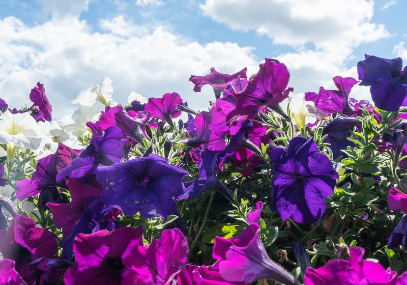 Petunia's Waxy Cuticle Regulates the Plant's Sweet Smell The