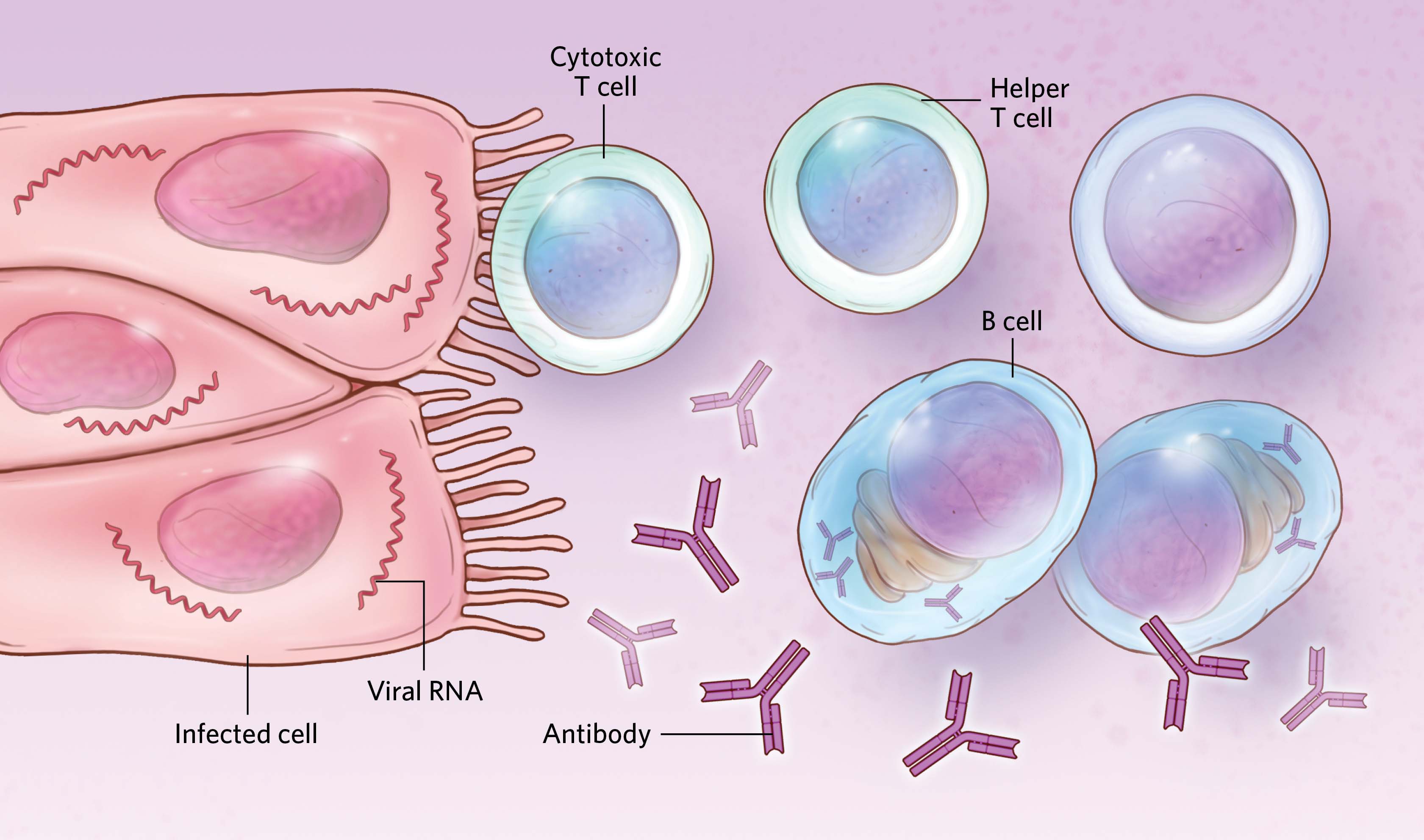 Infographic How Sars Cov 2 Immune Responses May Differ By Sex The