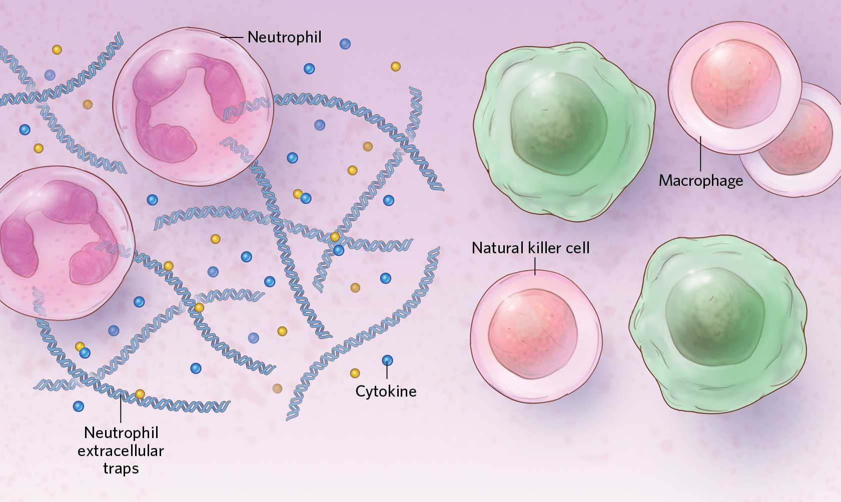 Sex Differences In Immune Responses To Viral Infection The Scientist 