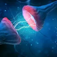 Flexible Synapse Strength May Underpin Mammal Brain’s Complexity Flexible Synapse Strength May Underpin Mammal Brain’s Complexity