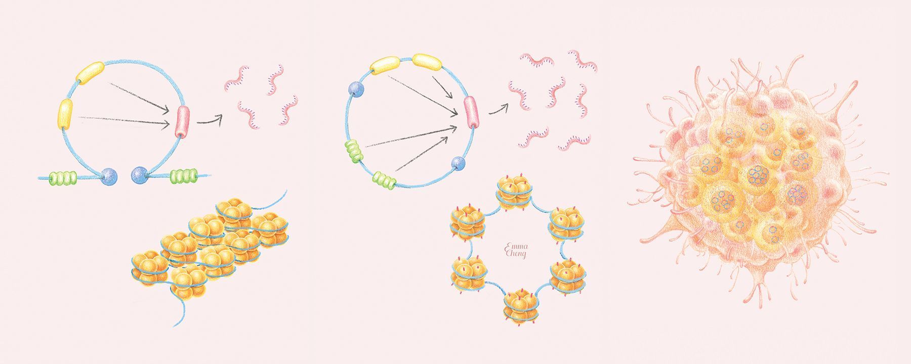 role of extrachromosomal dna in cancer