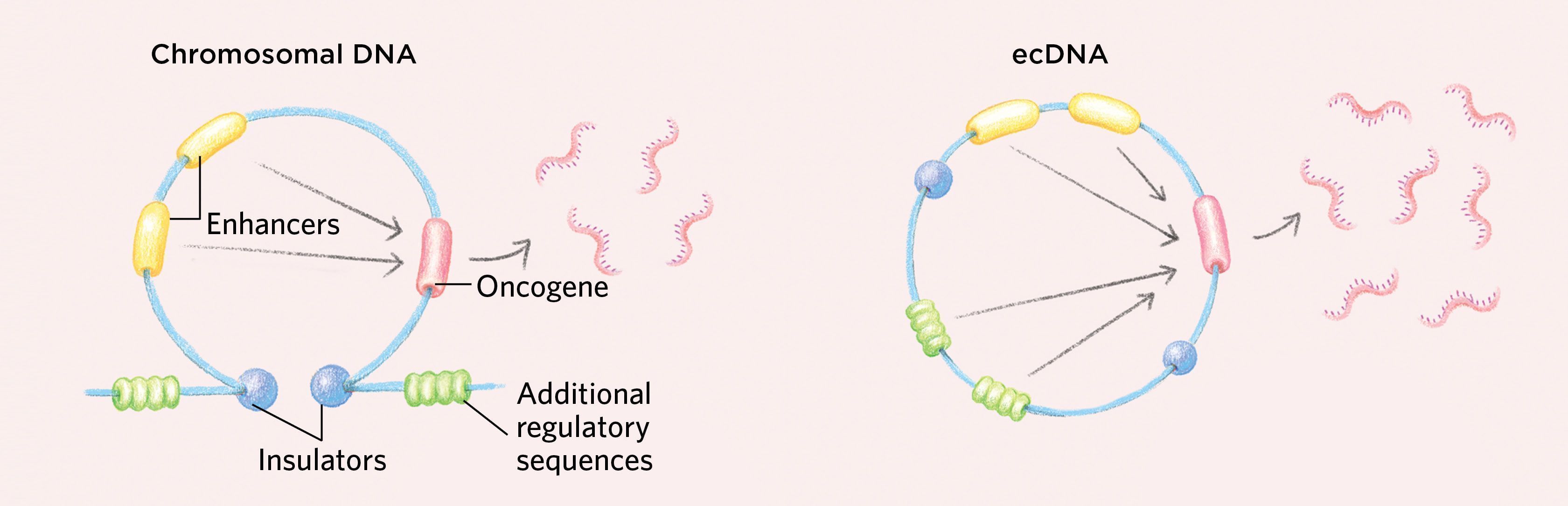 dna-infographic.jpg