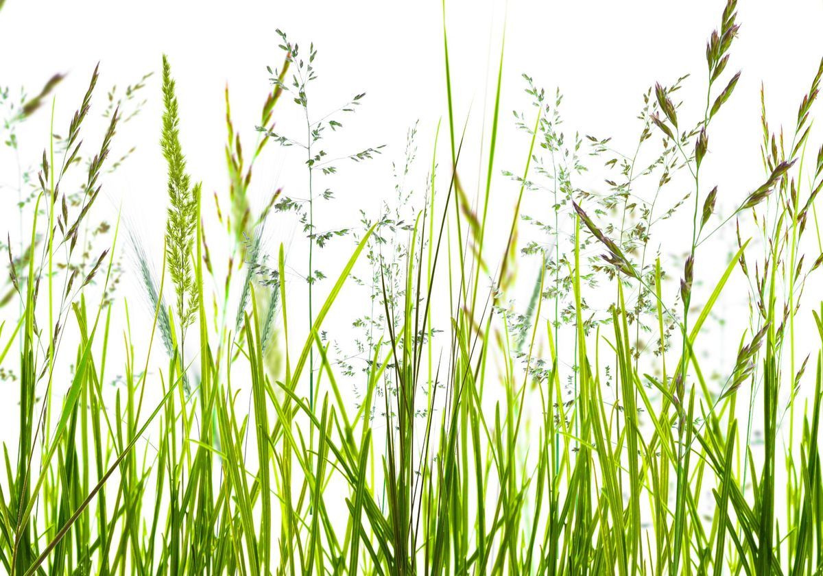 New Models Improve Long-Term Grass Pollen Forecasts | The ...
