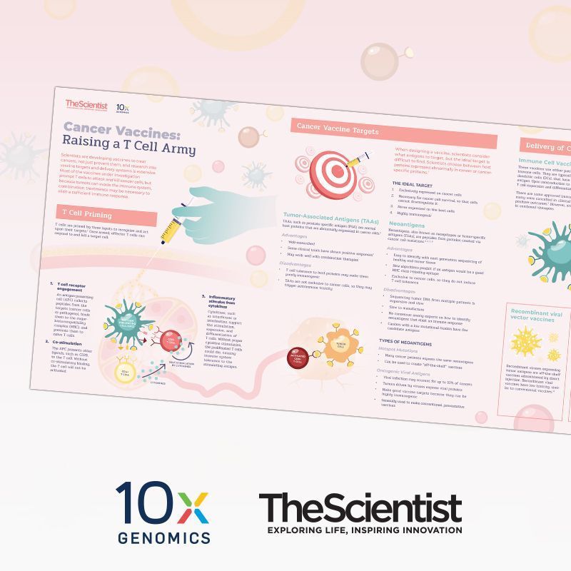 Cancer Vaccines: Raising a T Cell Army