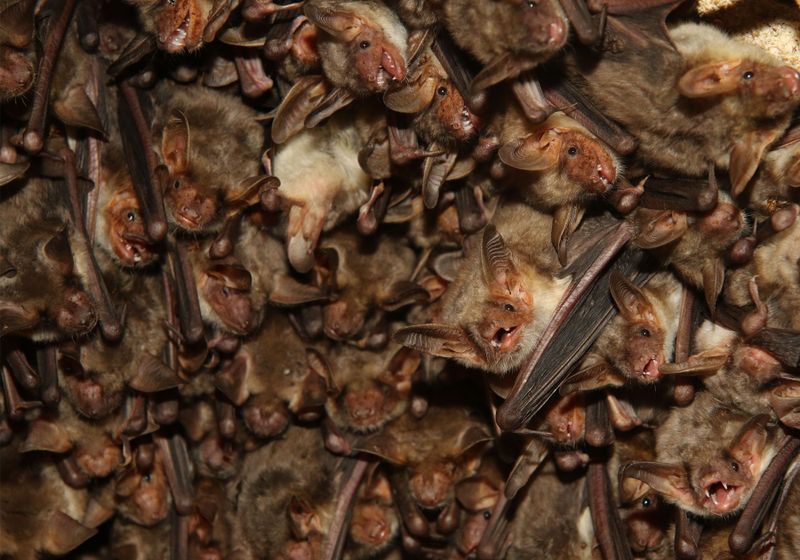 When Pursuing Prey, Bats Tune Out the World The Scientist Magazine®