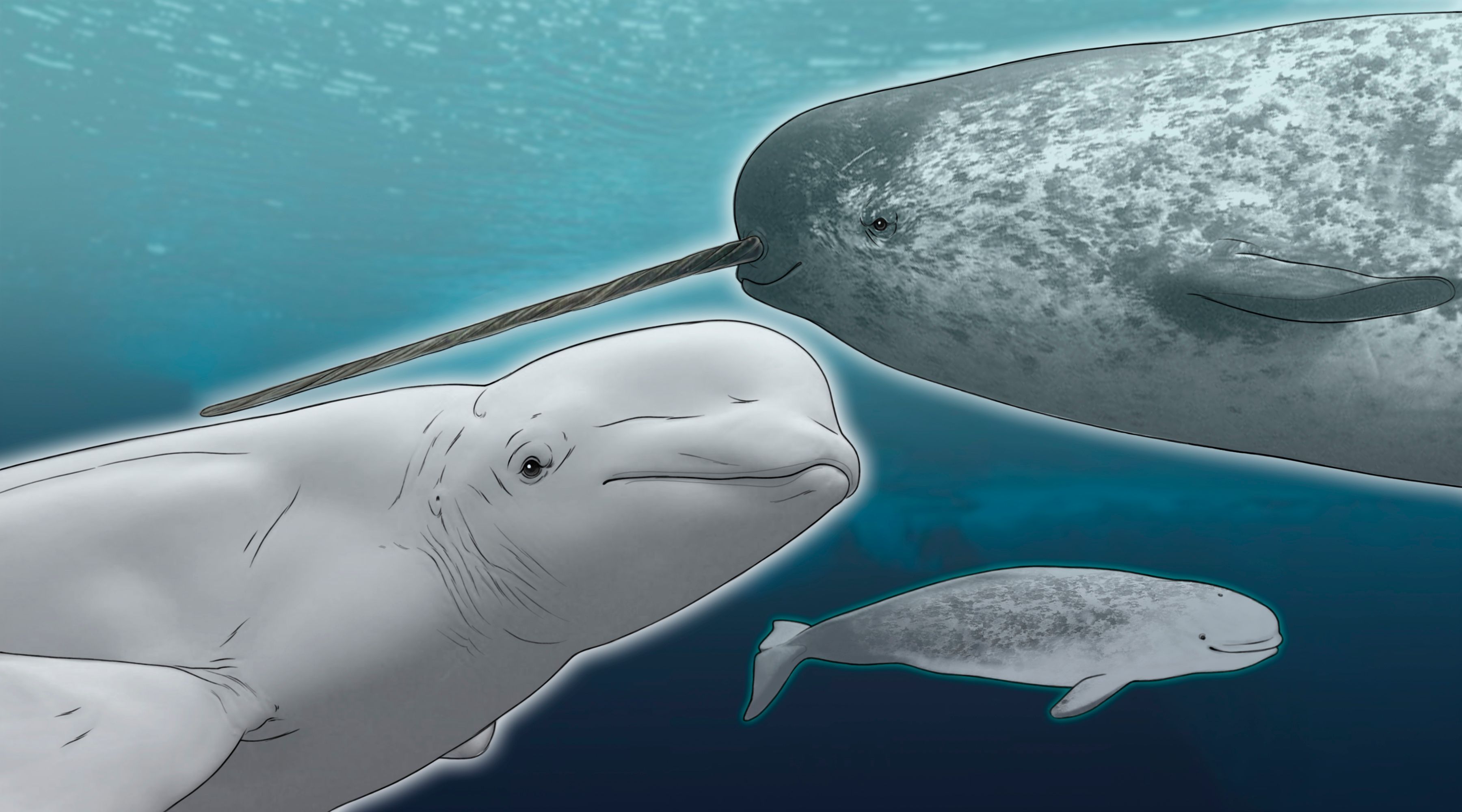 narwhal beluga hybrid