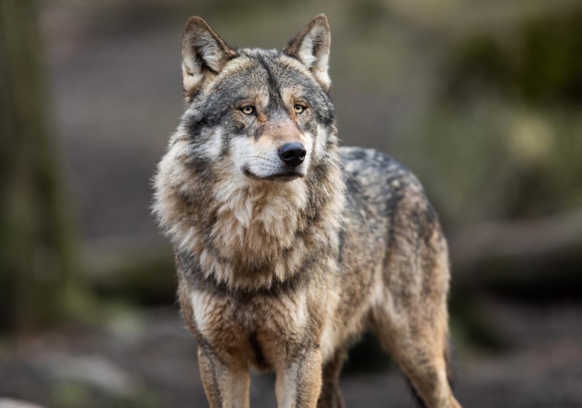 Bill to Greatly Expand Wolf Hunting in Idaho Heads to Governor | The  Scientist Magazine®