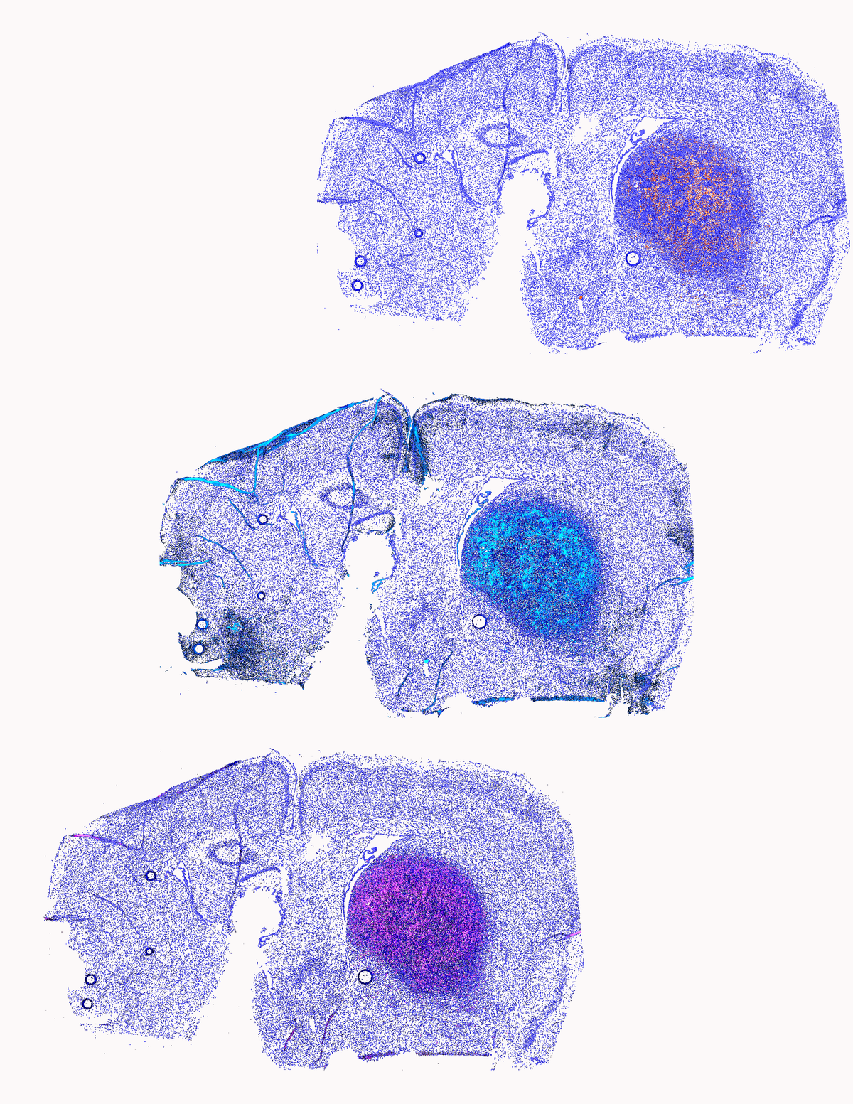 Environmental Cues Keep CAR T Cells on Track | The Scientist Magazine®