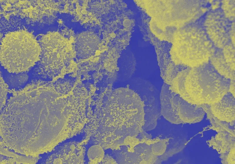 Human fetal tissue the scientist