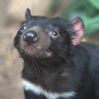 A tasmanian devil with its nose in the air