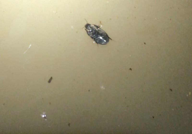 Australian Beetles Walk on the Underside of Water&rsquo;s Surface