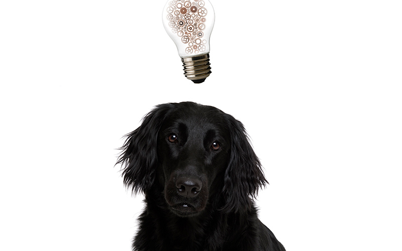 Into the Mind of Human&rsquo;s Best Friend: Using fMRI to Study Canine Cognition