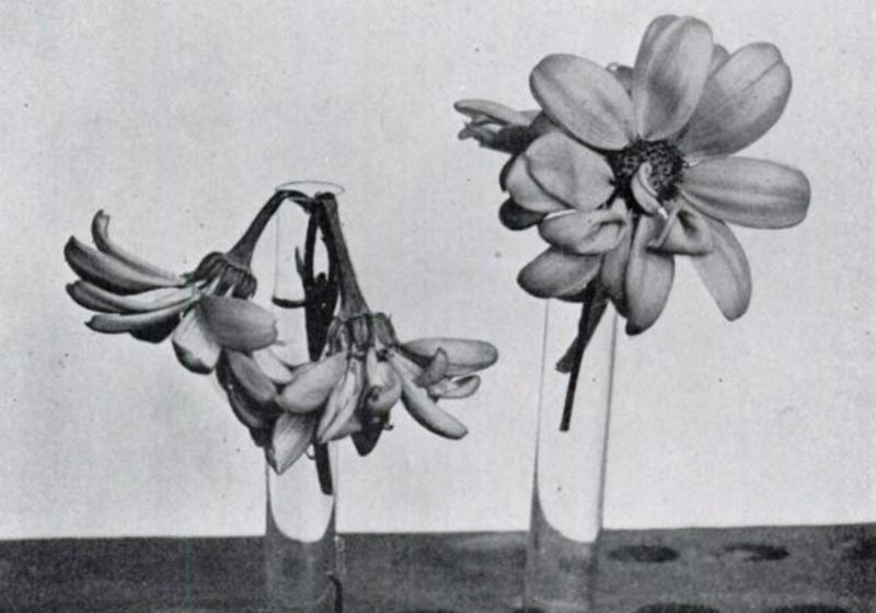 Posies, Poison, and Periods, Early 1920s