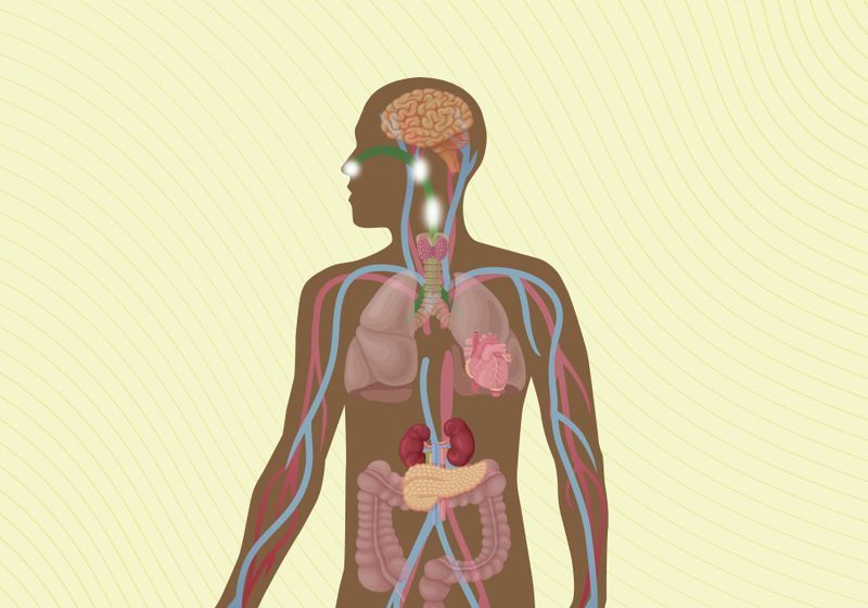 Infographic: Bodily Systems Affected by Long COVID