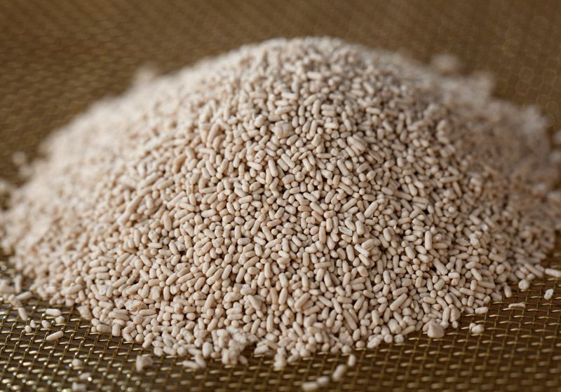 Engineered Yeast Robots Destroy Inflammatory Molecules in an IBD Mouse Model