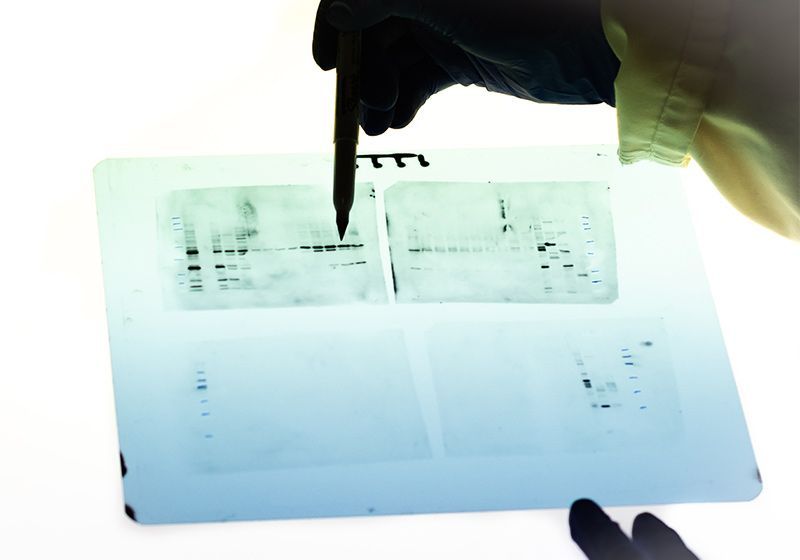 September 21, 2021 - Winning Westerns Technique Talk: Perfecting Western Blotting