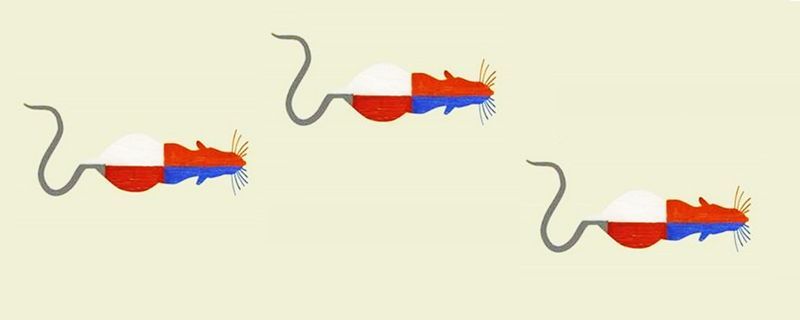 Hormones May Contribute to Asymmetrical Effects of Brain Injury 