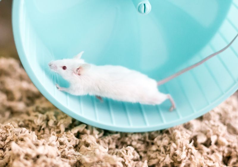 Putative Exercise Hormone Irisin Boosts Mouse Brainpower