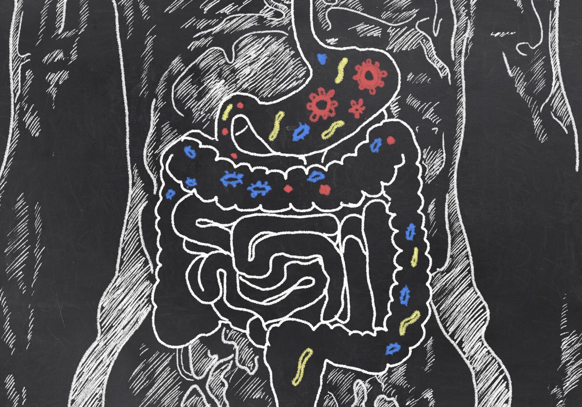 How Commensal Gut Bacteria Keep Pathogens in Check - Vimarsana News
