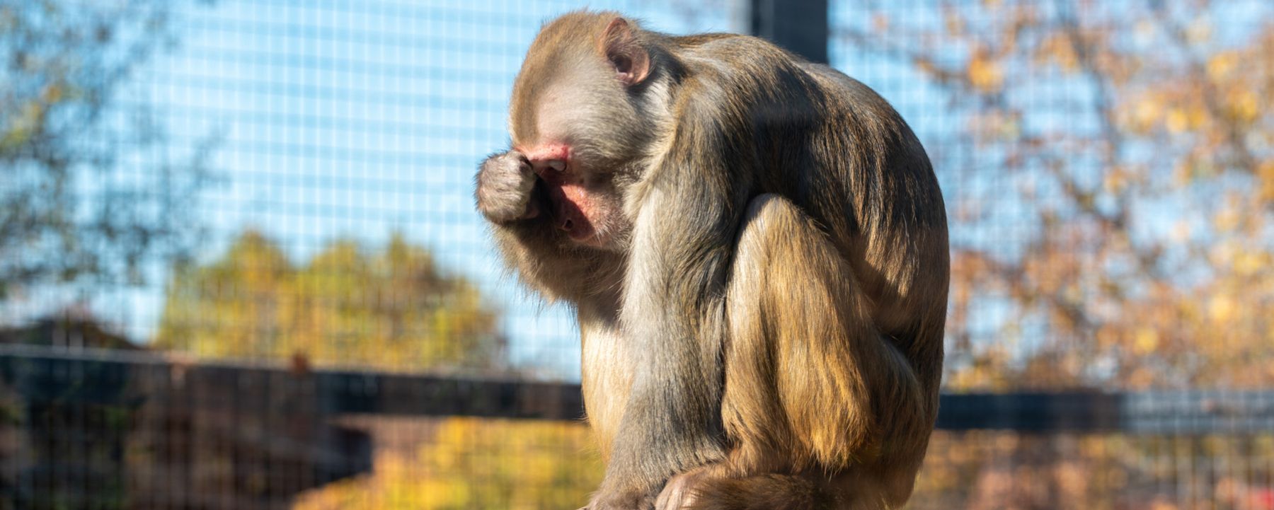 Primatology News, Articles The Scientist Magazine®