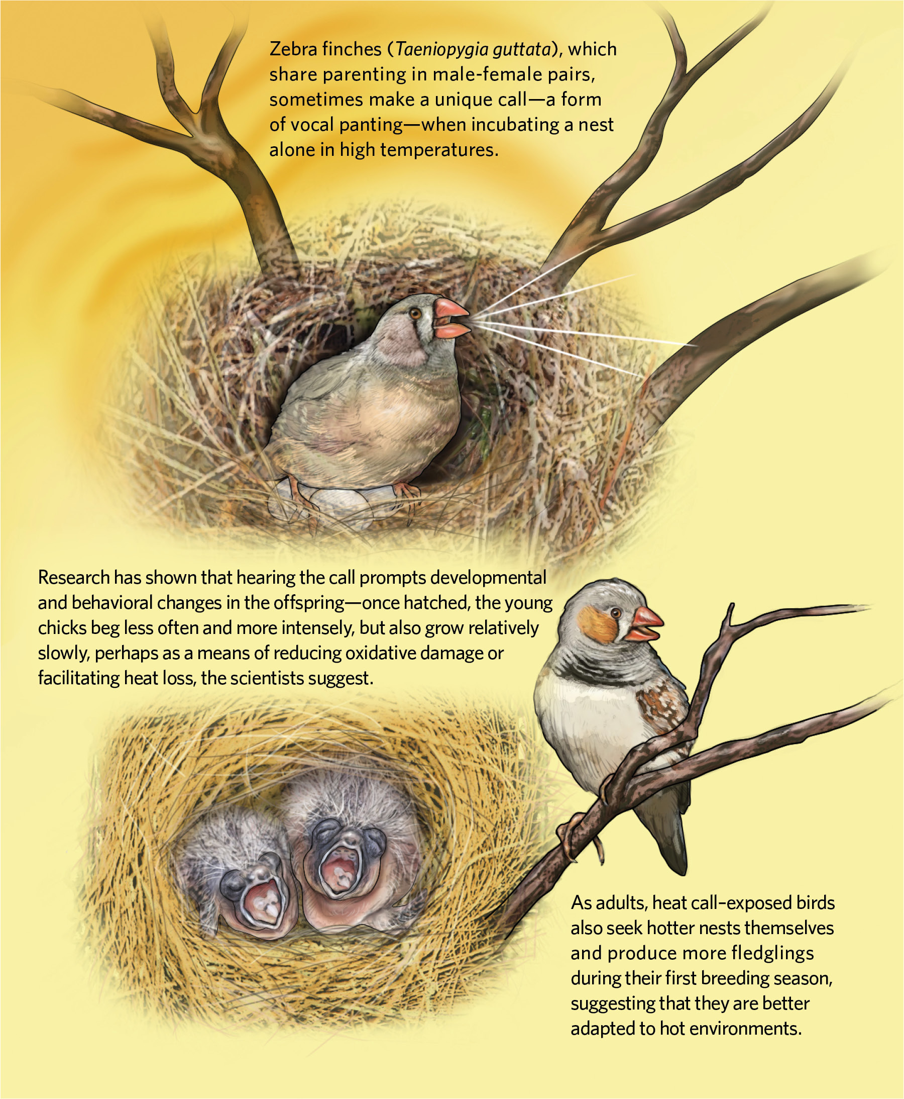 Bird embryos respond to adult warning calls inside their shells