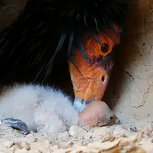 Condor Embryo Flying Solo: Parthenogenesis Discovered in California Condors | The ...